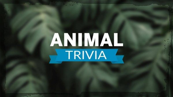 Animal Discovery Quiz