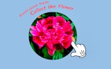 Round Jigsaw Puzzle: Collect the Flower - Free Online Puzzle Game